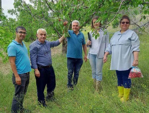 Şaphane’de Meyvelerde Numune Ve Denetim Çalışmaları