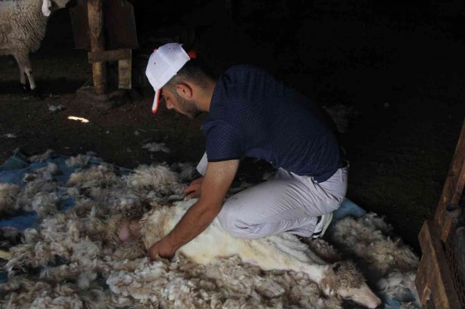 Havaların Isınmasıyla Koyun Kırkma Mesaisi Başladı
