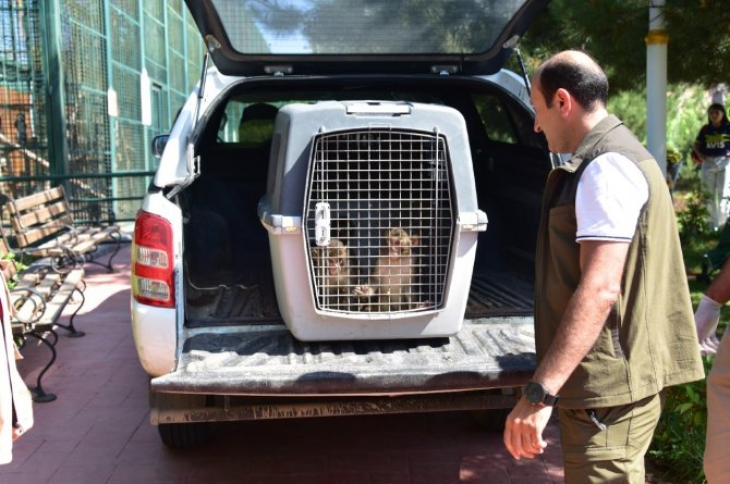 Sınır Kapısında Yakalanan Maymunlar Malatya’da