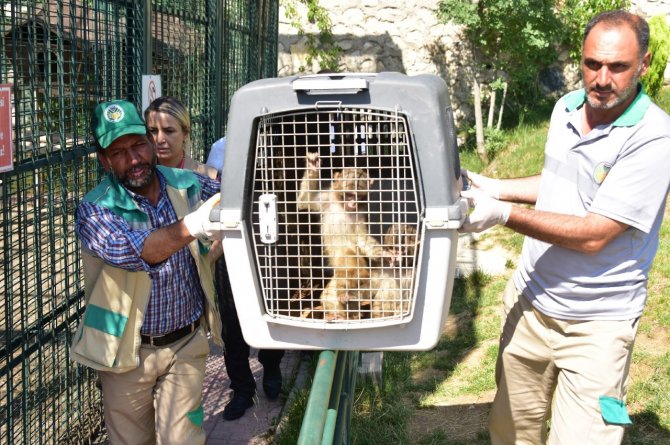 Sınır Kapısında Yakalanan Maymunlar Malatya’da