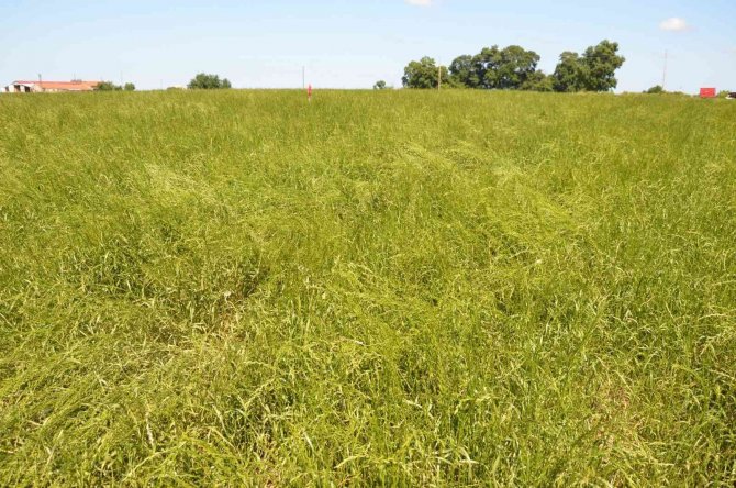 İ̇lkadım Çeşidi İ̇talyan Çimi Yem Bitkisi Yetiştiriciliği Tarla Günü