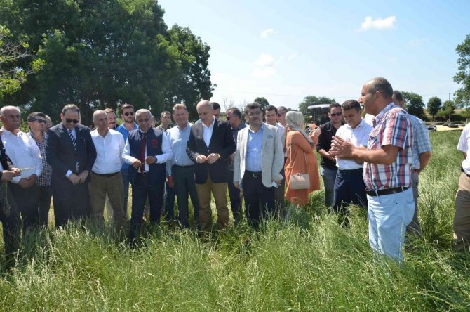 İ̇lkadım Çeşidi İ̇talyan Çimi Yem Bitkisi Yetiştiriciliği Tarla Günü