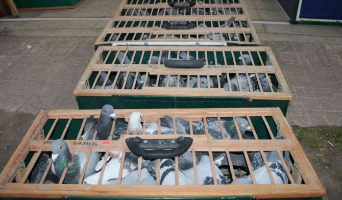 964 Adet Posta Güvercini Birincilik İçin Yarıştı