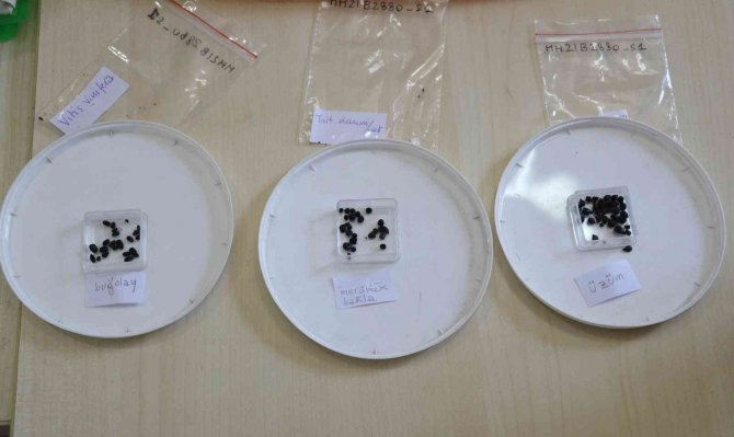 Adana’da 3 Bin Yıl Öncesine Ait Üzüm, Mercimek, Bakla, Bezelye, Buğday Ve Arpa Tohumları Bulundu