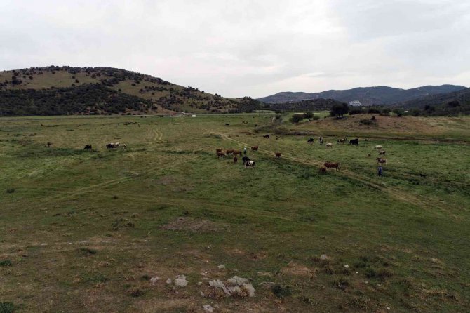 Küdür Yarımadasında Mera Islah Proje Çalışması