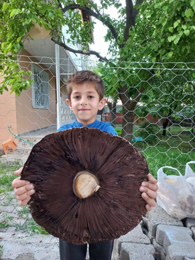 6 Kiloluk Devasa Mantarlar Görenleri Şaşırttı