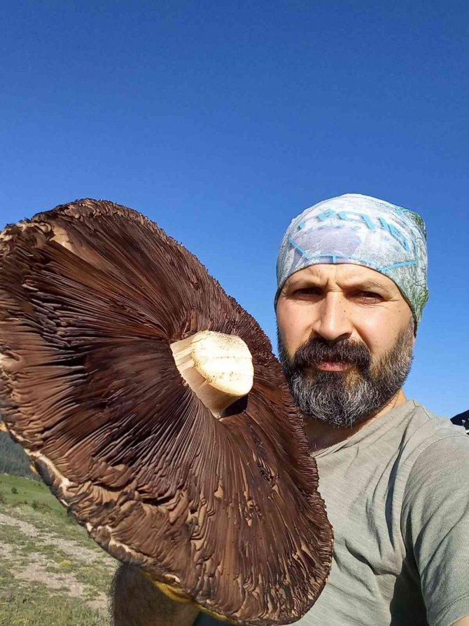 6 Kiloluk Devasa Mantarlar Görenleri Şaşırttı