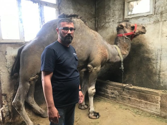 Güreşleri Biten Develerin Zorlu Bakımı Başladı