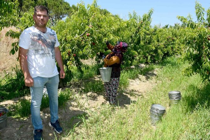 Kuşadası’nda İ̇spanyol Şeftalisi’nin Hasadına Başlandı