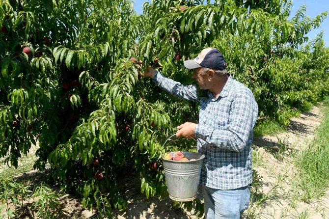 Kuşadası’nda İ̇spanyol Şeftalisi’nin Hasadına Başlandı
