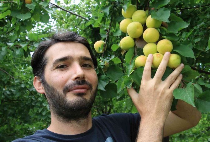 Kayısıda Çağataybey Farkı