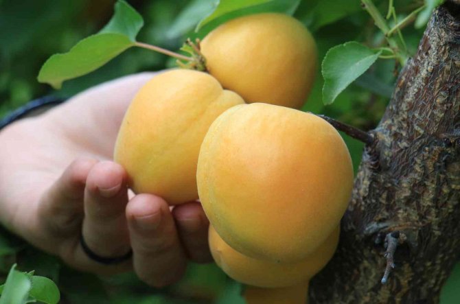 Kayısıda Çağataybey Farkı