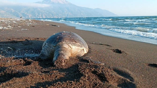 Hatay’da 2 Deniz Kaplumbağası Sahile Vurdu
