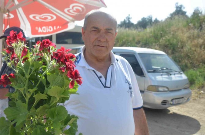 Bilecik’te Şarkısıyla Ünlü Olan ’Ebe Gümeci’ Çiçeğine Vatandaşlar Yoğun İlgi Gösteriyor