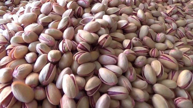 İ̇ran’dan Getirilen Fıstıklar Siirt Fıstığının Kalitesini Düşürdü