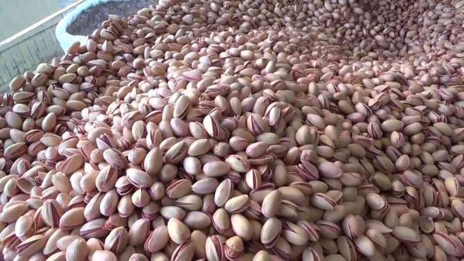 İ̇ran’dan Getirilen Fıstıklar Siirt Fıstığının Kalitesini Düşürdü