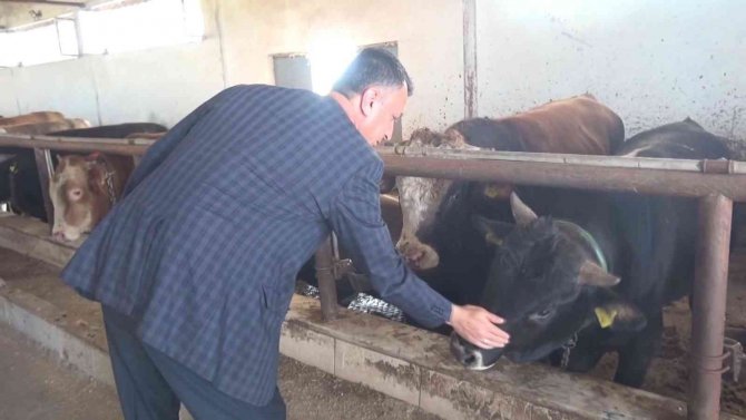 Muş Büyükbaş Hayvancılıktan Ekonomiye 10 Milyar 100 Milyon Lira Katlı Sağlıyor