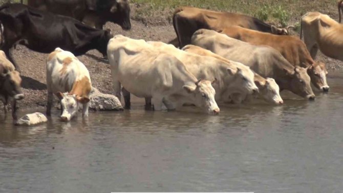 Muş Büyükbaş Hayvancılıktan Ekonomiye 10 Milyar 100 Milyon Lira Katlı Sağlıyor