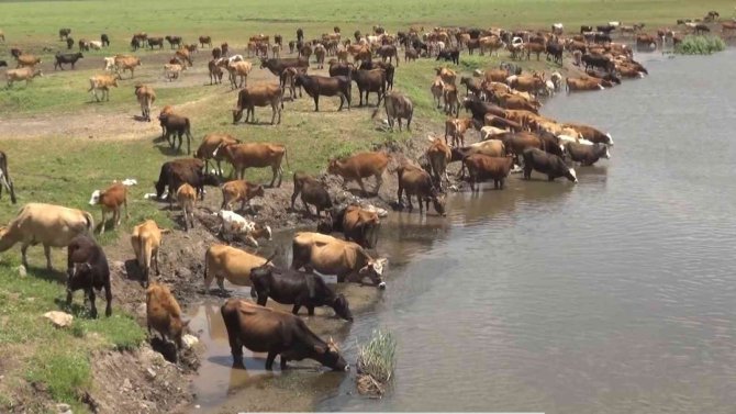 Muş Büyükbaş Hayvancılıktan Ekonomiye 10 Milyar 100 Milyon Lira Katlı Sağlıyor