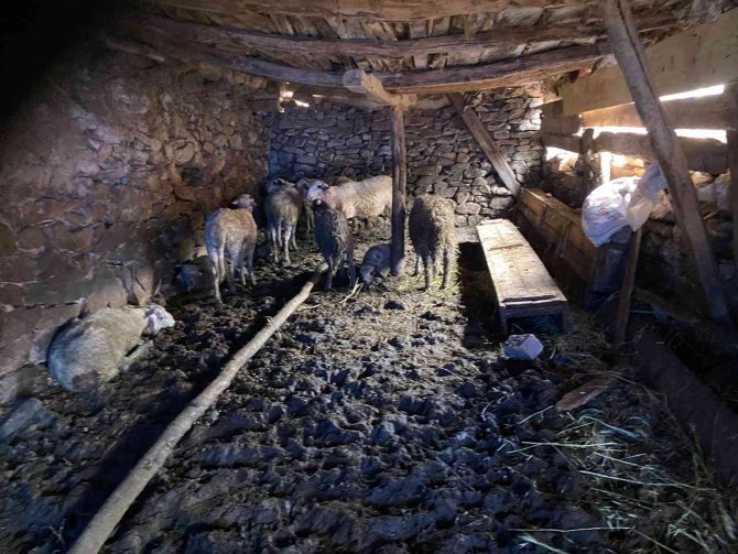 Tokat’ta Ağıla Giren Kurt 100’e Yakın Koyunu Telef Etti