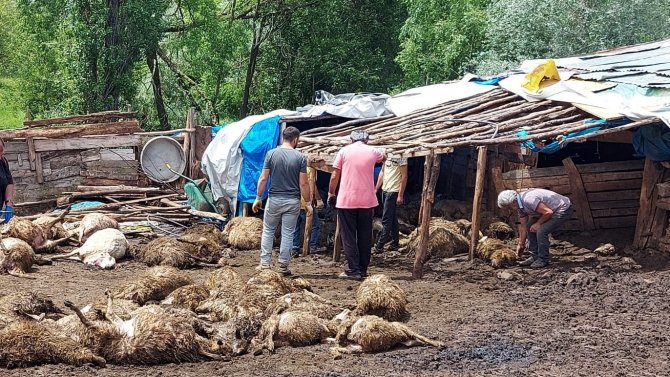 Tokat’ta Ağıla Giren Kurt 100’e Yakın Koyunu Telef Etti