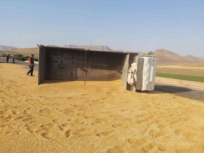 Mardin’de Kamyon Devrildi, Tonlarca Buğday Yola Döküldü