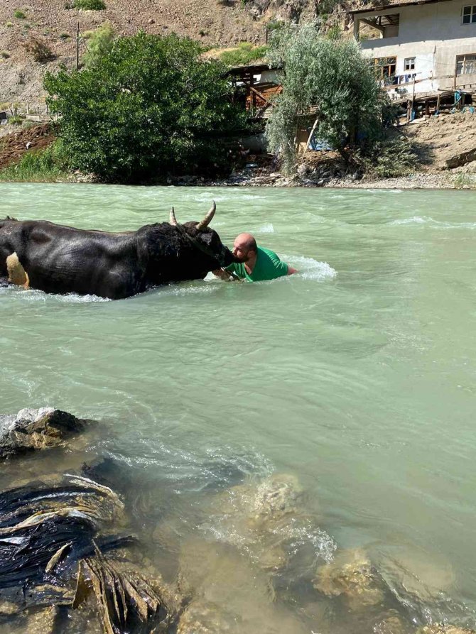 Güreşlere Hazırladığı 600 Kilogramlık Boğasını Çoruh Nehrinde Yıkıyor