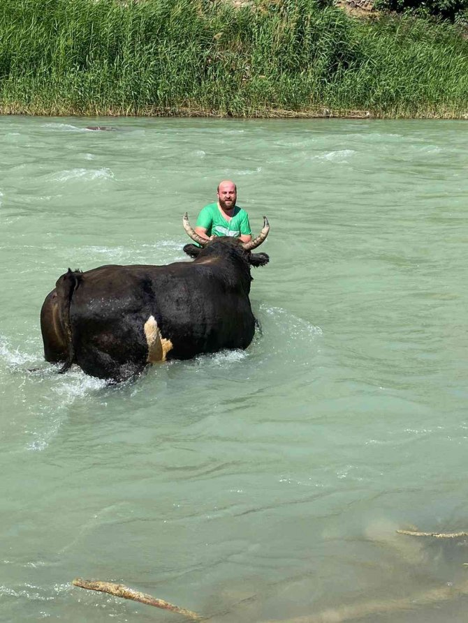 Güreşlere Hazırladığı 600 Kilogramlık Boğasını Çoruh Nehrinde Yıkıyor