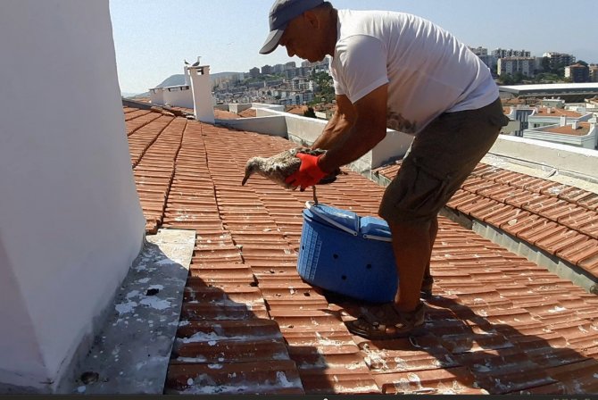 Aydın’da Martıların Yaşam Alanları Daralıyor