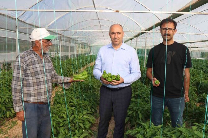 Bozova Belediyesi Seralarında İlk Hasat Başladı