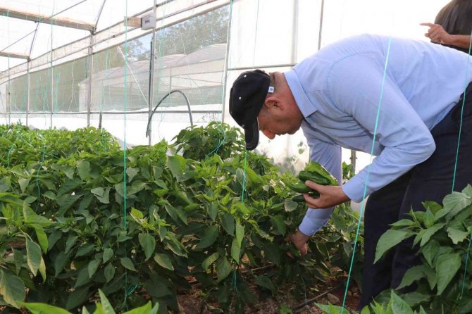 Bozova Belediyesi Seralarında İlk Hasat Başladı