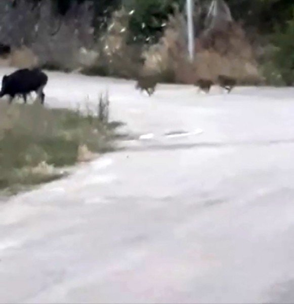 Bursa’da Aç Kalan Domuz Sürüsü Şehre İndi