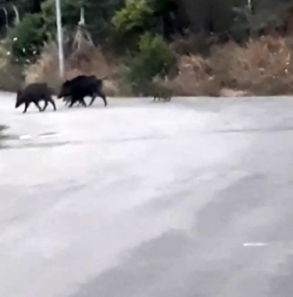 Bursa’da Aç Kalan Domuz Sürüsü Şehre İndi