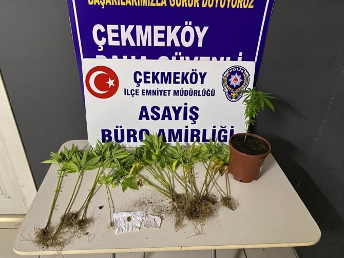 Çekmeköy’de Otoban Kenarında Hint Keneviri Yetiştiren 2 Şüpheli Adli Kontrol Şartıyla Serbest