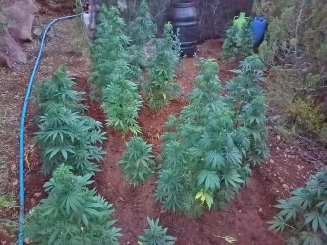 Çeşme’de 155 Kök Kenevir Ele Geçirildi