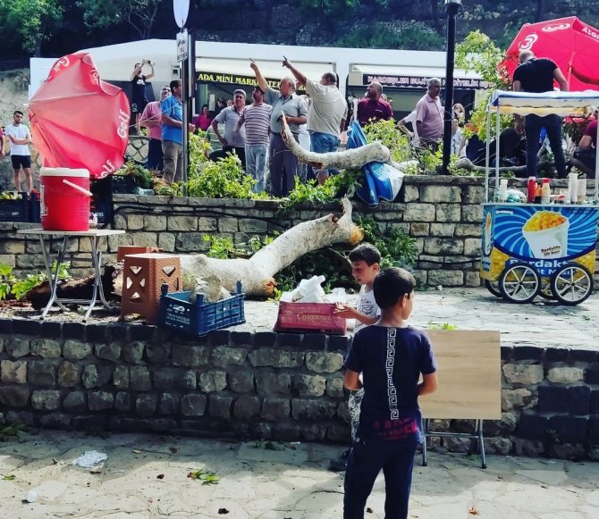 3 Bin Yıllık Musa Ağacından Kopan Dal Ziyaretçinin Üzerine Düştü