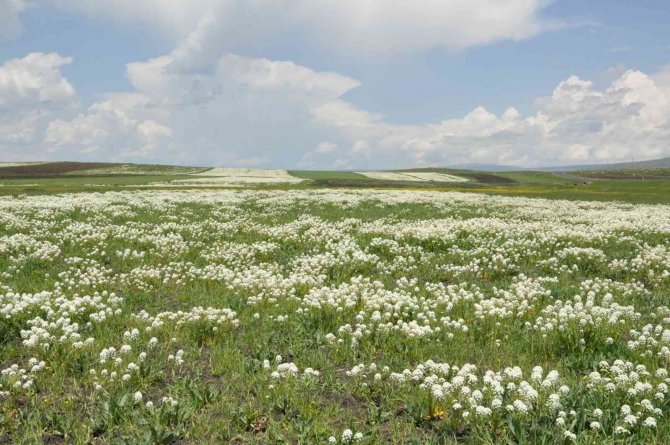 Kars’ta Renk Cümbüşü Yaşanıyor