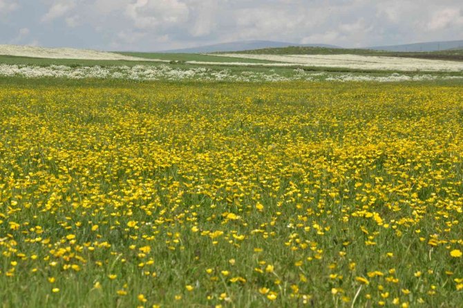 Kars’ta Renk Cümbüşü Yaşanıyor