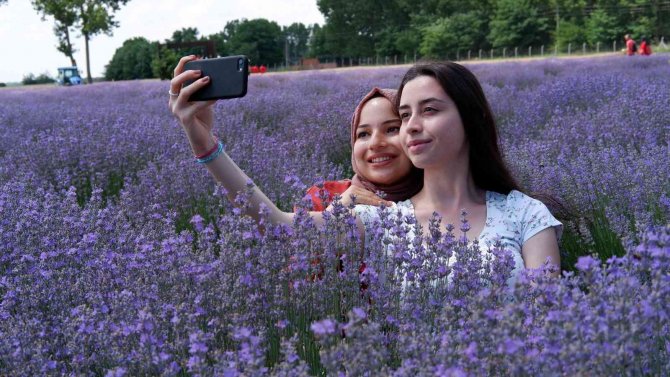 Lavanta Tarlaları Doğal Stüdyoya Döndü, Fotoğraf Çektirmek İçin Akın Ettiler
