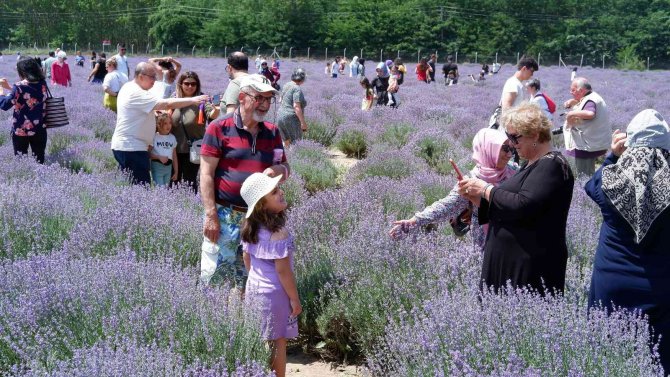 Lavanta Tarlaları Doğal Stüdyoya Döndü, Fotoğraf Çektirmek İçin Akın Ettiler