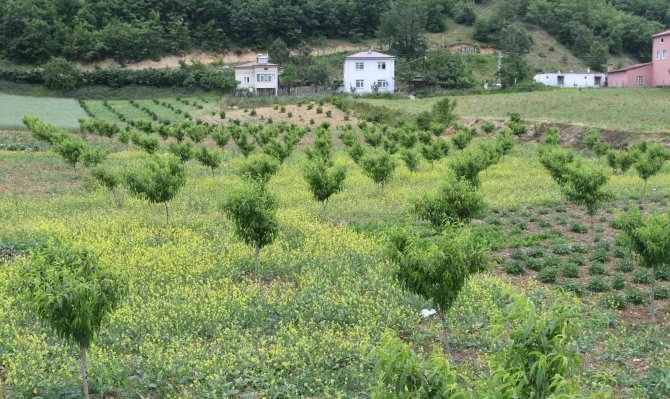Samsun’da Çiftçiler Yeniden Şeftali Üretimine Başladı