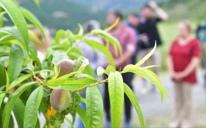 Samsun’da Çiftçiler Yeniden Şeftali Üretimine Başladı
