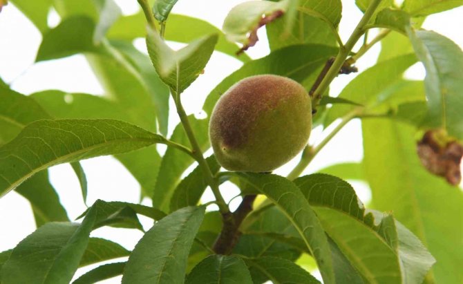 Samsun’da Çiftçiler Yeniden Şeftali Üretimine Başladı