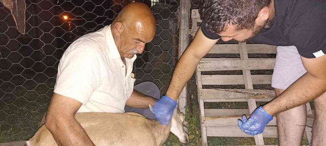 Köpeklerin Saldırısına Uğrayan Yavru Dağ Keçisini Vatandaşlar Kurtardı