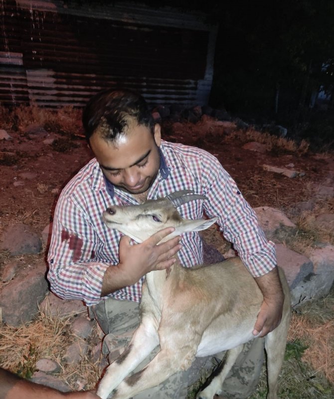 Köpeklerin Saldırısına Uğrayan Yavru Dağ Keçisini Vatandaşlar Kurtardı