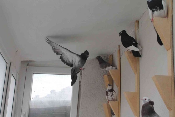 Türk Fısıldayıcısı Olarak Kayıtlara Geçen Bayburt Güvercini İlgi Çekmeye Devam Ediyor