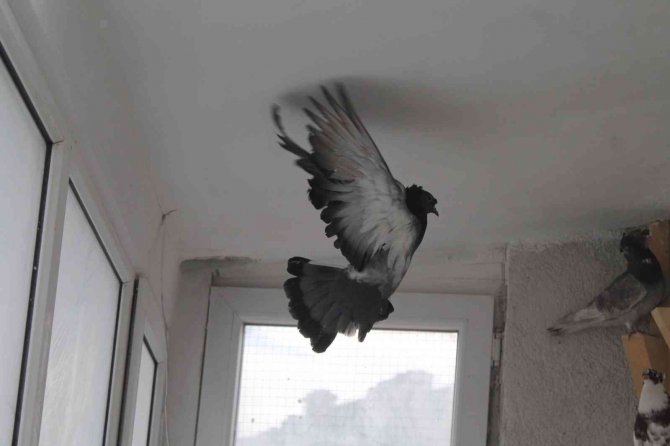 Türk Fısıldayıcısı Olarak Kayıtlara Geçen Bayburt Güvercini İlgi Çekmeye Devam Ediyor