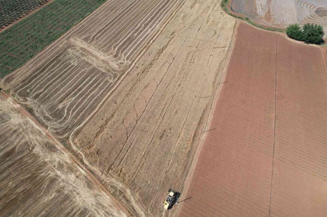 Kahramanmaraş’ta Buğday Hasadı Başladı