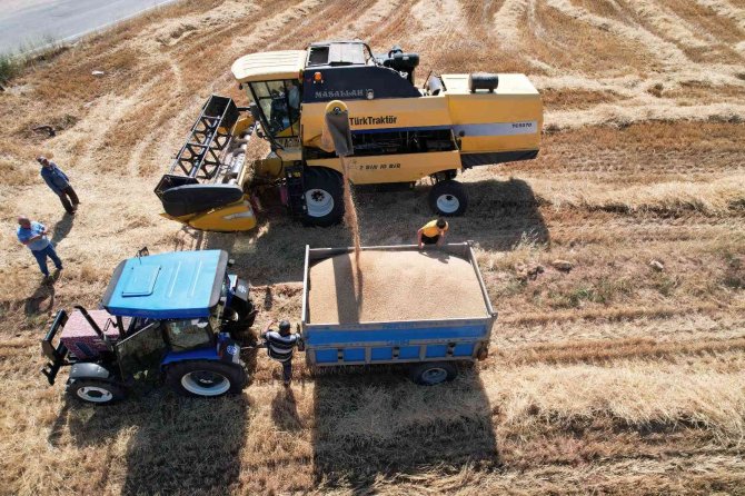 Kahramanmaraş’ta Buğday Hasadı Başladı