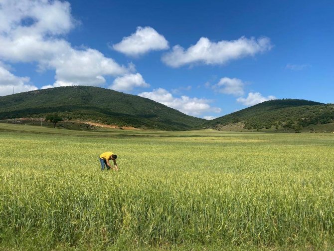 Altıntaş’ta Dolu Vuran Üretim Alanlarında Hasar Tespit Çalışmaları